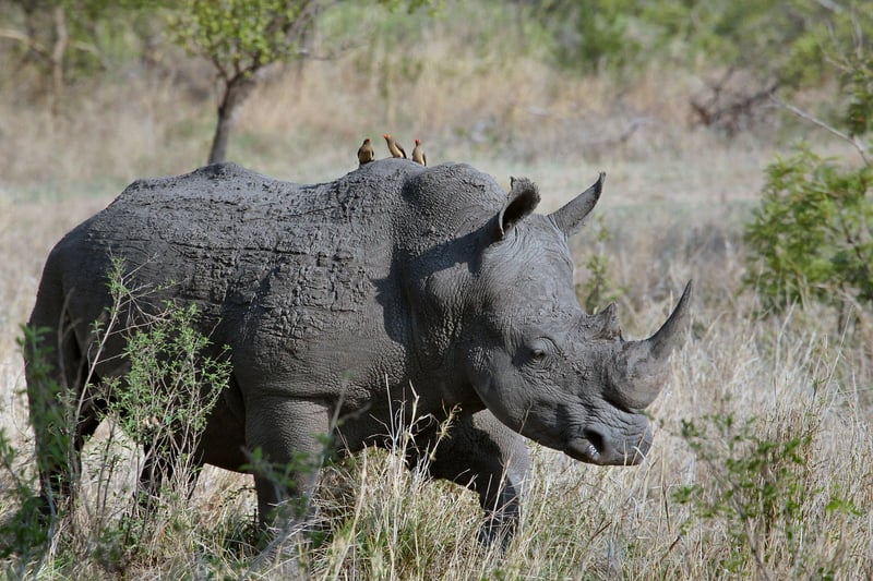 Wildlife Photography