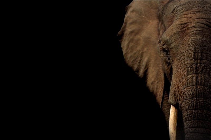 Exotic Wildlife